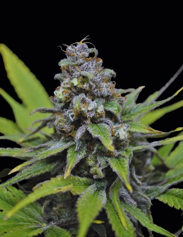 CBD Critical Mass van CBD-crew
