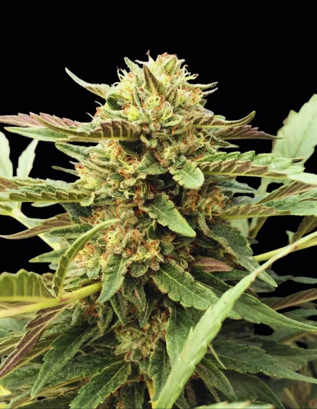 CBD Therapy van CBD-crew
