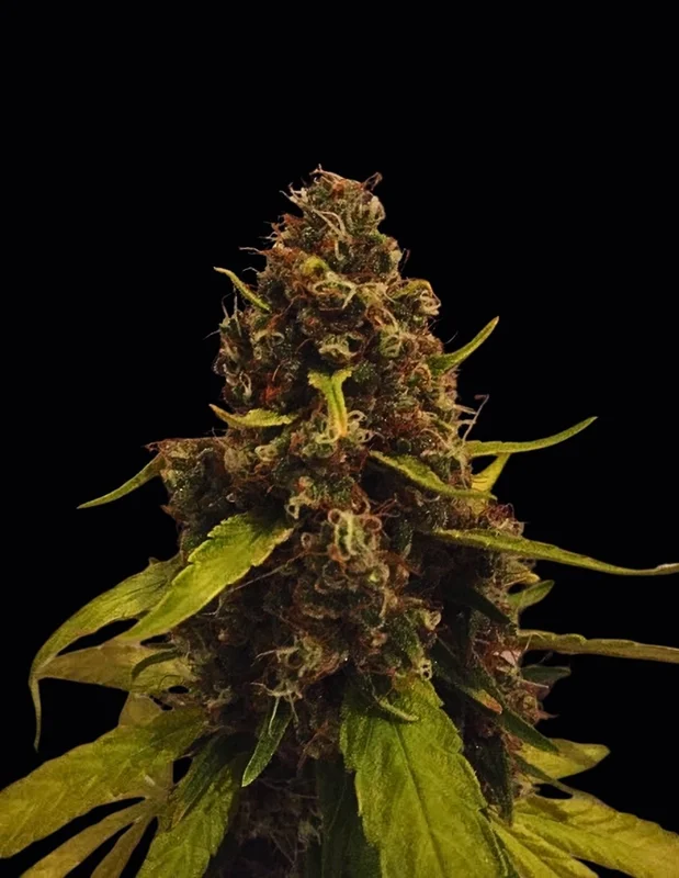 CBD 3D van CBD-crew
