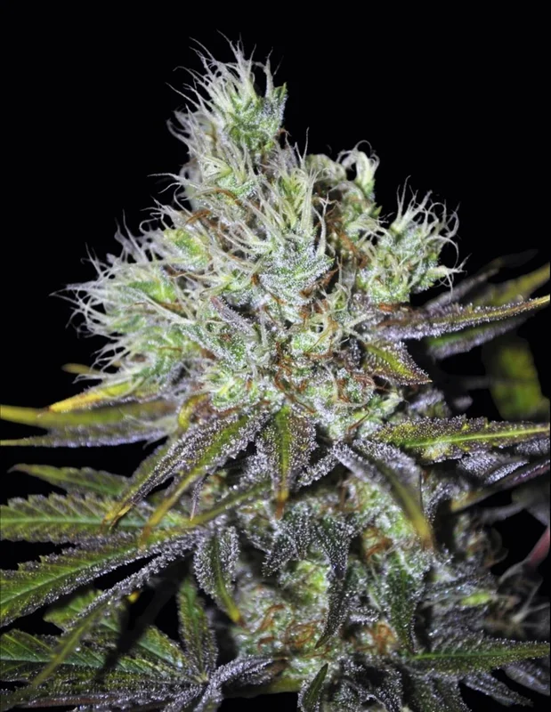 CBD Sweet and Sour Widow van CBD-crew