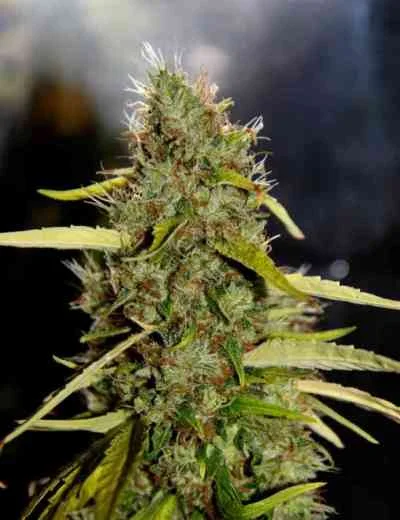 CBD PH van CBD-crew