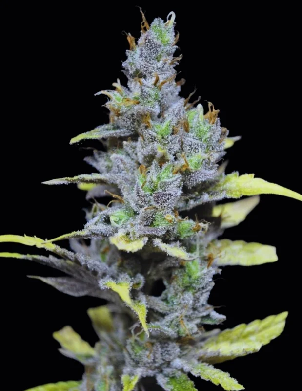 CBD MediHaze van CBD-crew