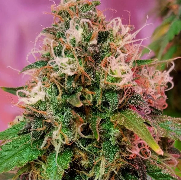 CBD OG Kush van CBD-crew