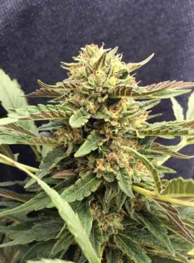 CBD Therapy van CBD-crew