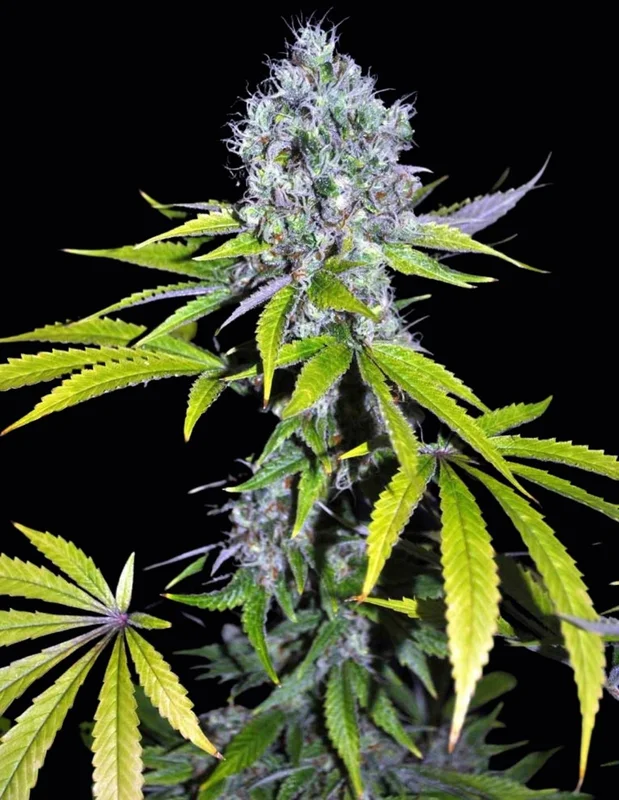 CBD Yummy van CBD-crew