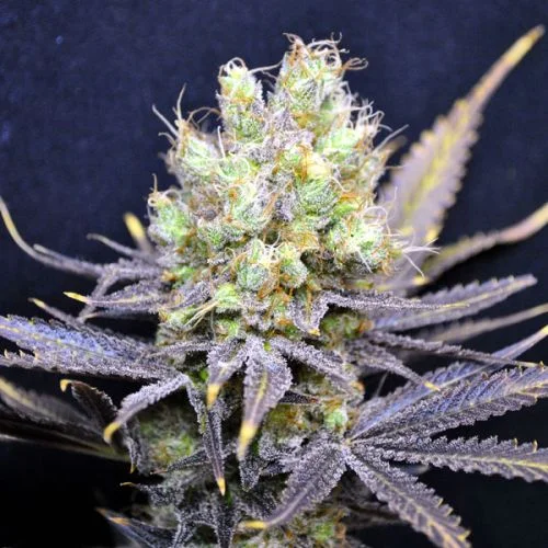 CBD Nordle van CBD-crew