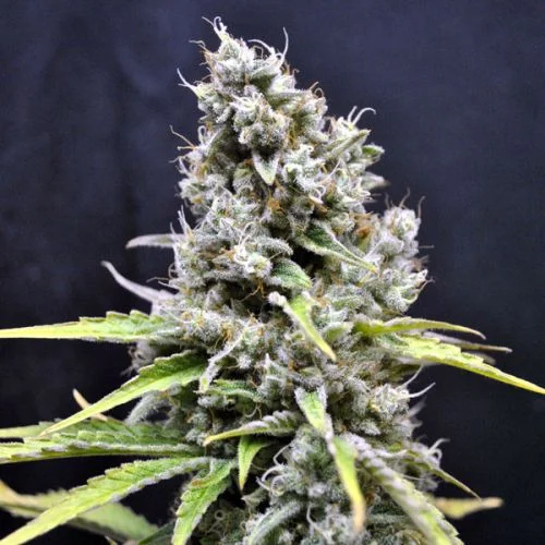 CBD Skunk Haze van CBD-crew