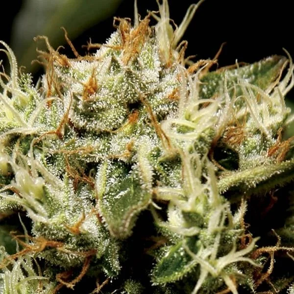 Yumbolt van CBD Seeds