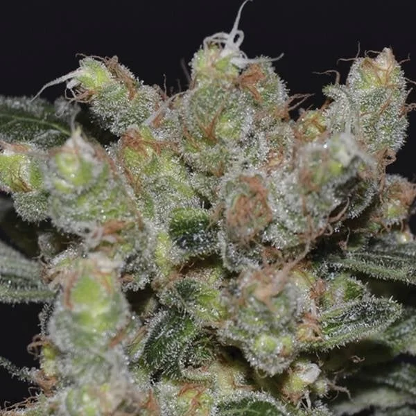 Zen van CBD Seeds