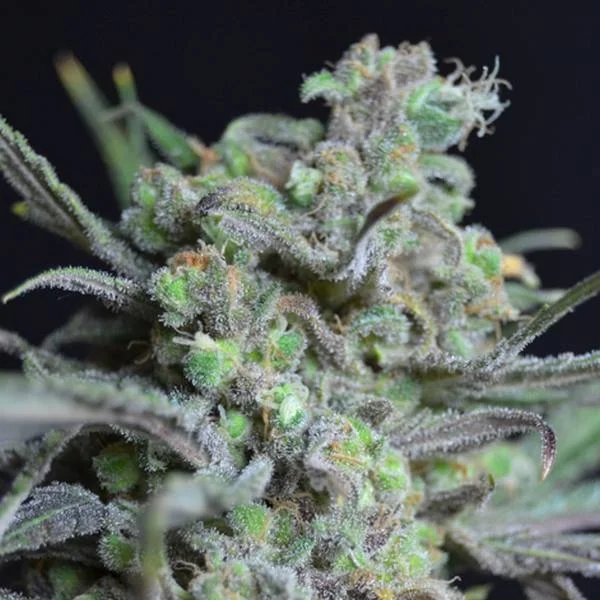 Critical van CBD Seeds