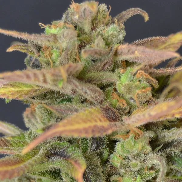 Critical van CBD Seeds