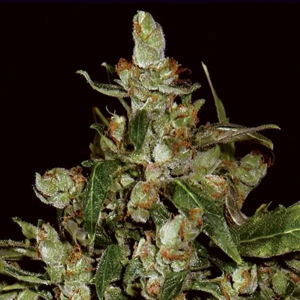 Widow van CBD Seeds