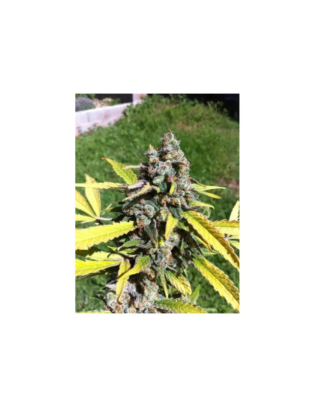 AK van CBD Seeds