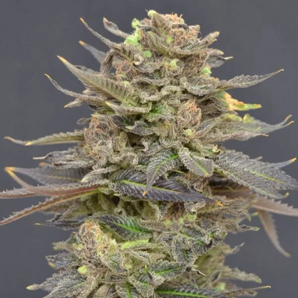 Magma van CBD Seeds