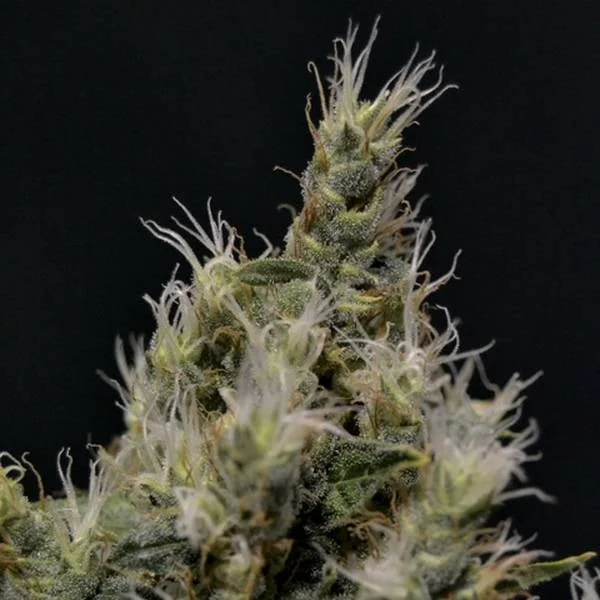 Vanilla Haze van CBD Seeds