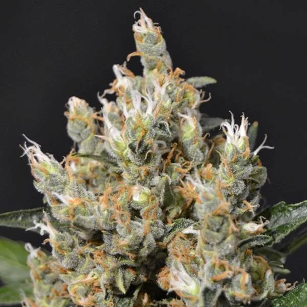 Kali van CBD Seeds