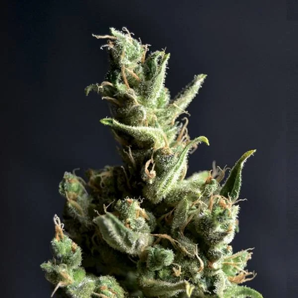Amnesia 5 van CBD Seeds