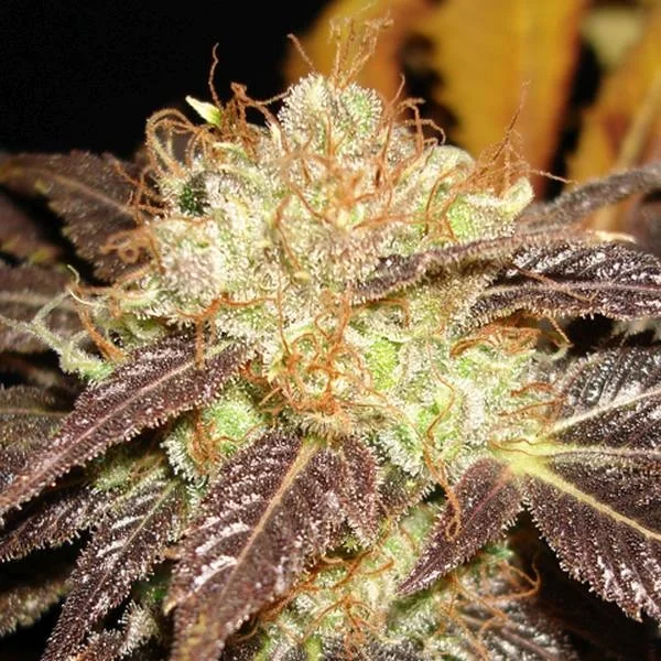 Diesel van CBD Seeds