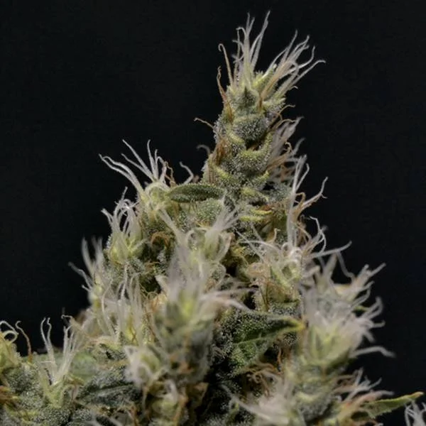 Vanilla Haze van CBD Seeds