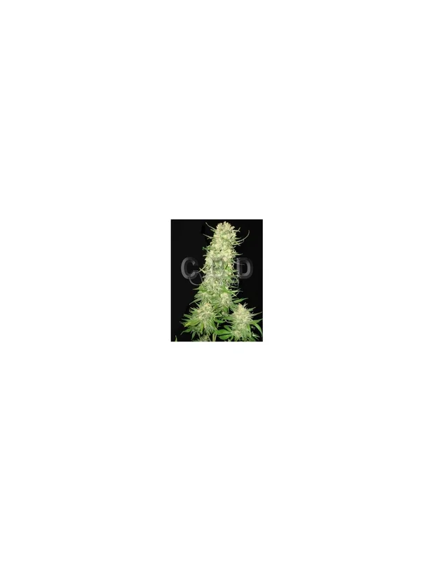 Northern van CBD Seeds