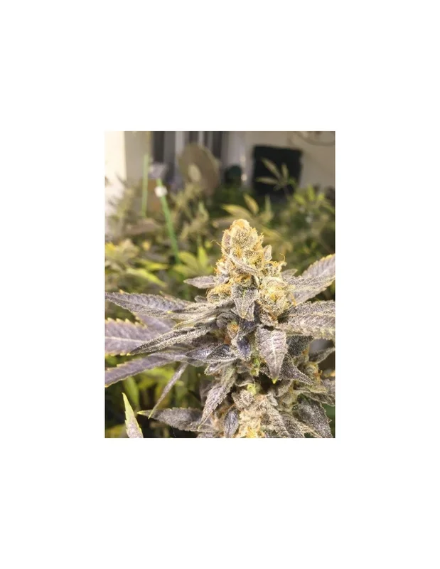 Orange Big Bud van CBD Seeds