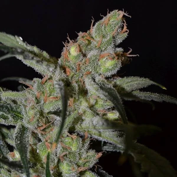 Shark van CBD Seeds