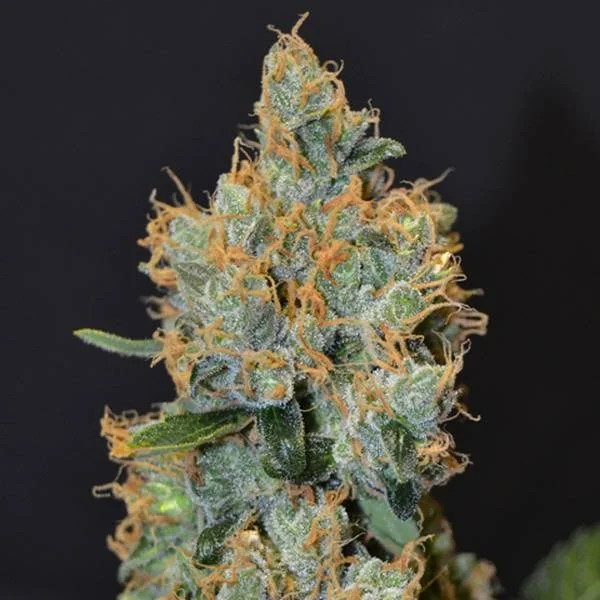 Lavender van CBD Seeds