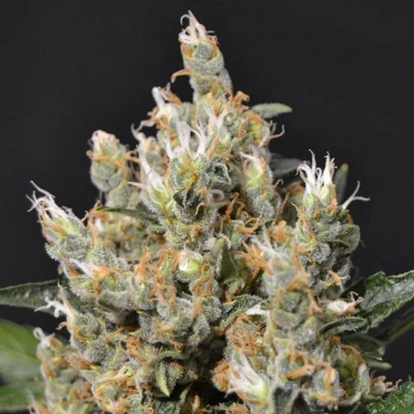 Kali van CBD Seeds