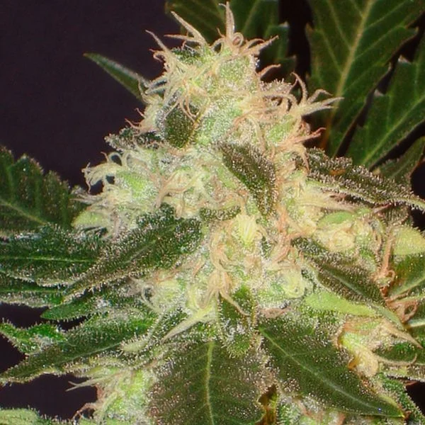 Widow van CBD Seeds