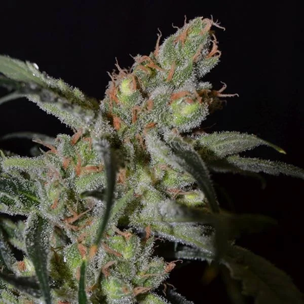 Shark van CBD Seeds