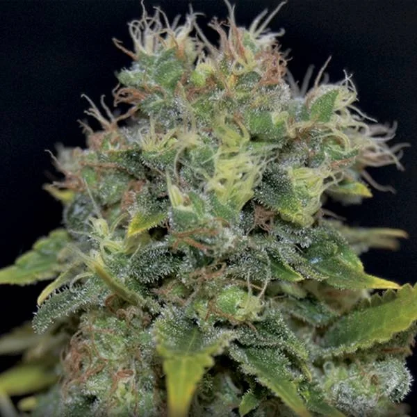 Yumbolt van CBD Seeds