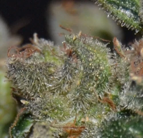 Diesel van CBD Seeds