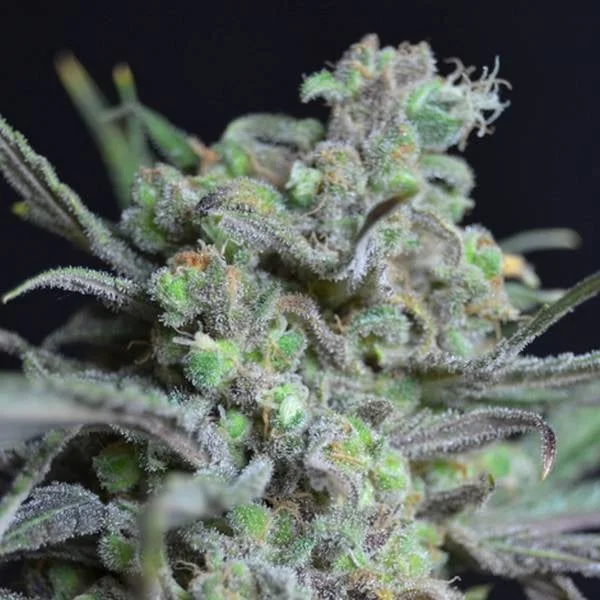 Critical van CBD Seeds