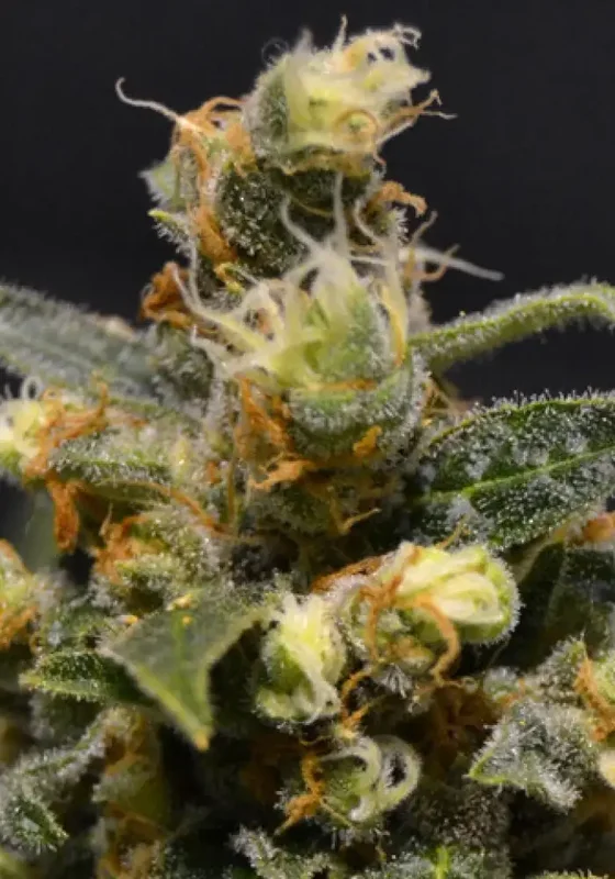 A-K van CBD Seeds
