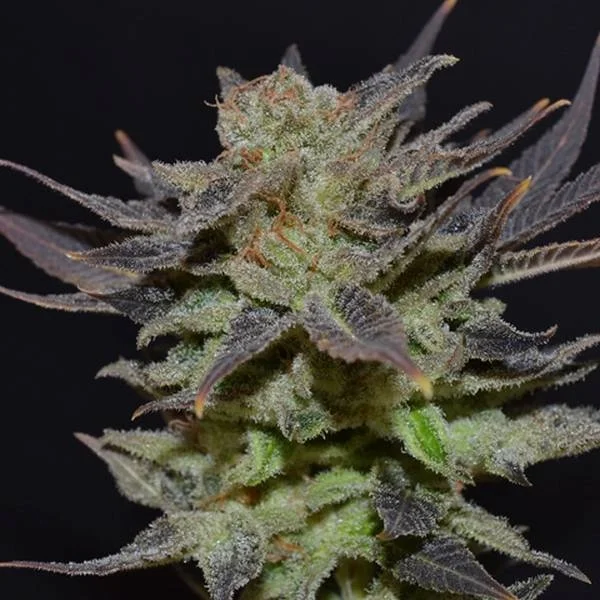Lavender van CBD Seeds