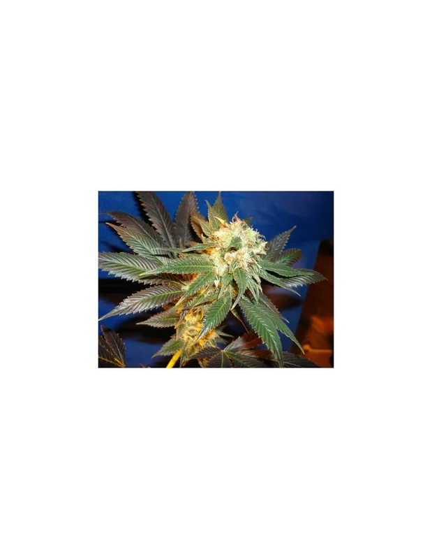 Diesel van CBD Seeds