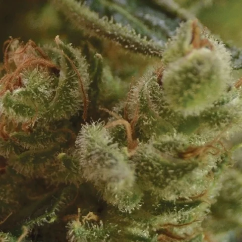 One To One van CBD Seeds