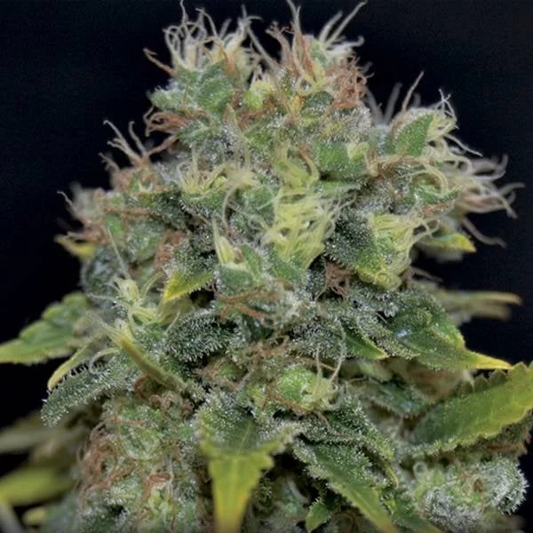 Yumbolt van CBD Seeds