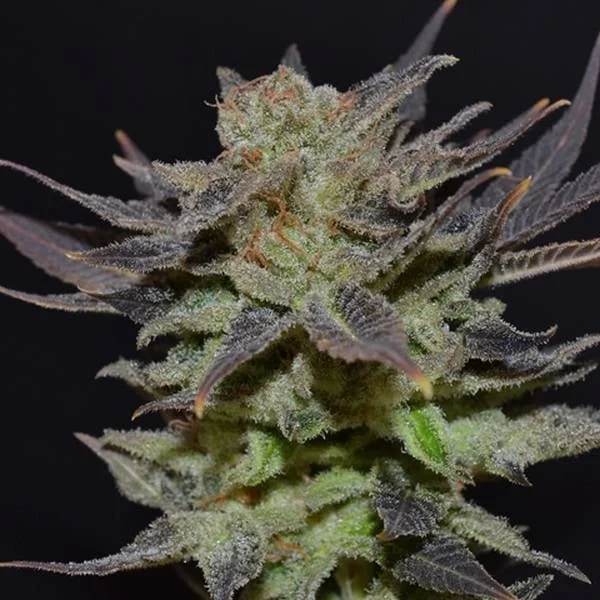 Lavender van CBD Seeds
