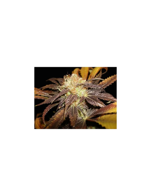 Diesel van CBD Seeds