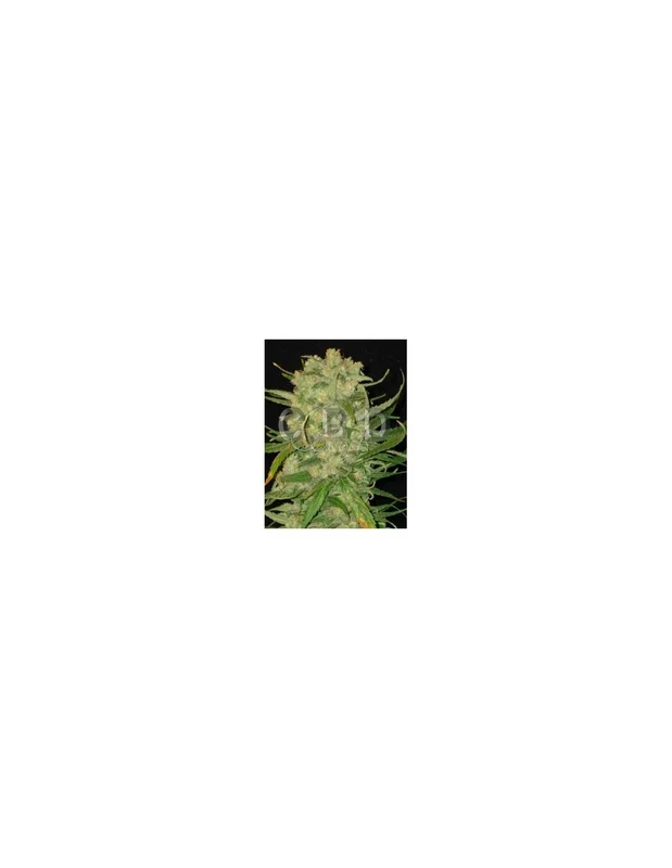 Northern van CBD Seeds