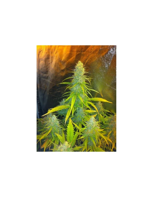 Mexican Haze van CBD Seeds