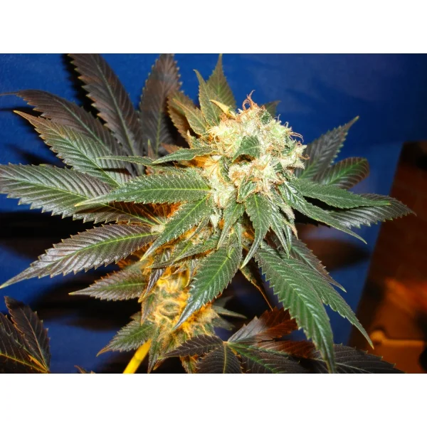 Diesel van CBD Seeds