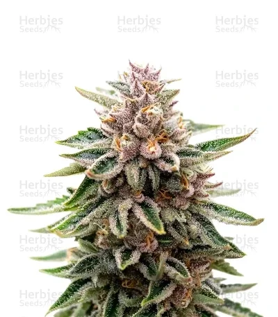 Purple van Ceres seeds