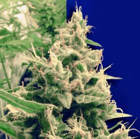 Holland's Hope van Ceres seeds