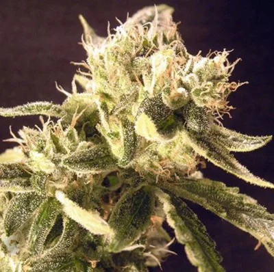 Easy Rider van Ceres seeds