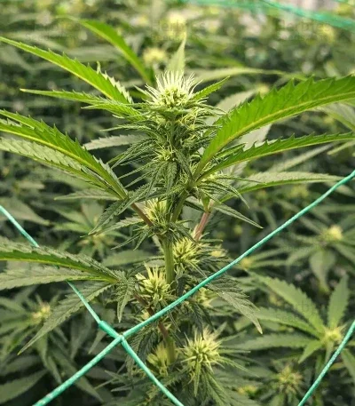 Purple van Ceres seeds