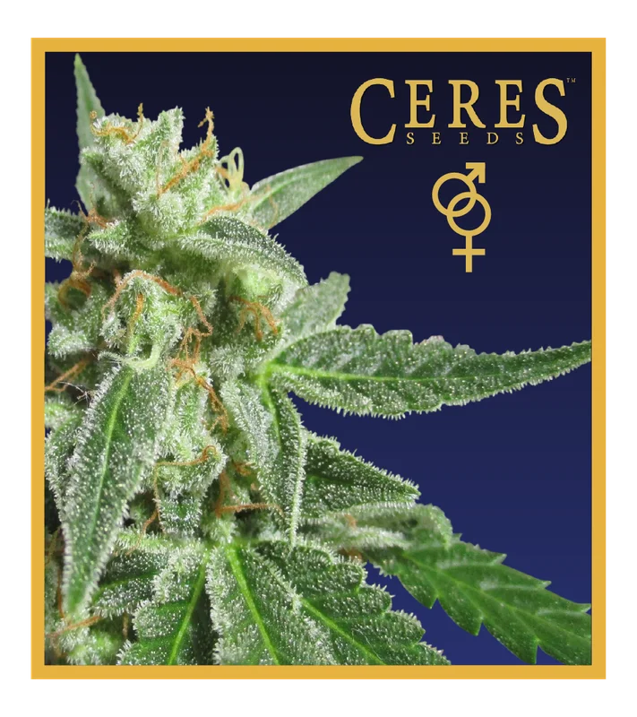 Fruity Thai van Ceres seeds