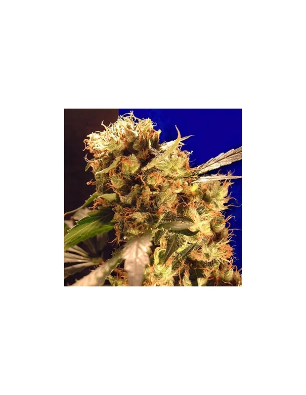 Orange Bud van Ceres seeds