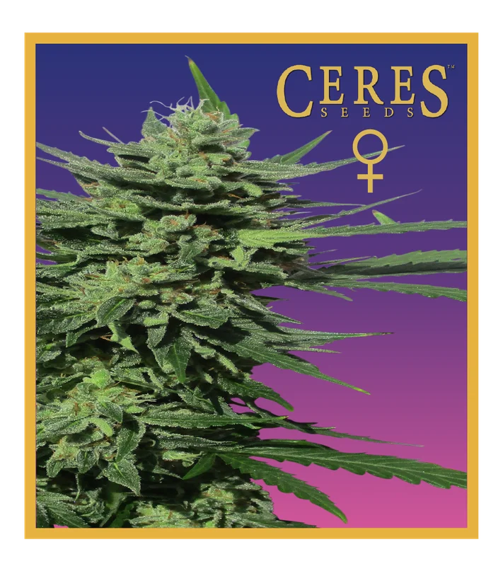 Lemonesia van Ceres seeds